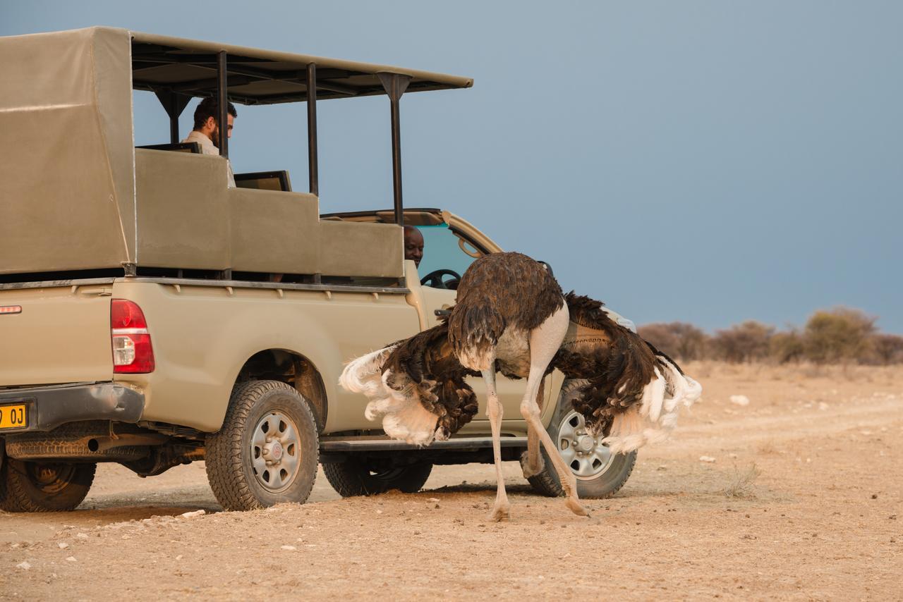 Safarihoek Lodge Kamanjab Dış mekan fotoğraf