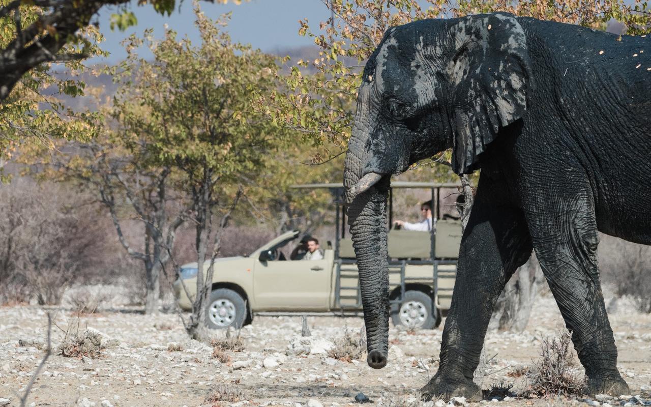 Safarihoek Lodge Kamanjab Dış mekan fotoğraf